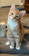 KITTEN TYSON - Photo 4