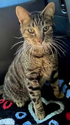 LOVERBOY JASPER - Photo 1