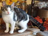 KITTEN STARLING - Photo 2