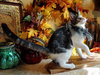 KITTEN STARLING - Photo 3