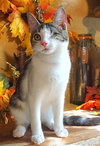 KITTEN STARLING - Photo 4