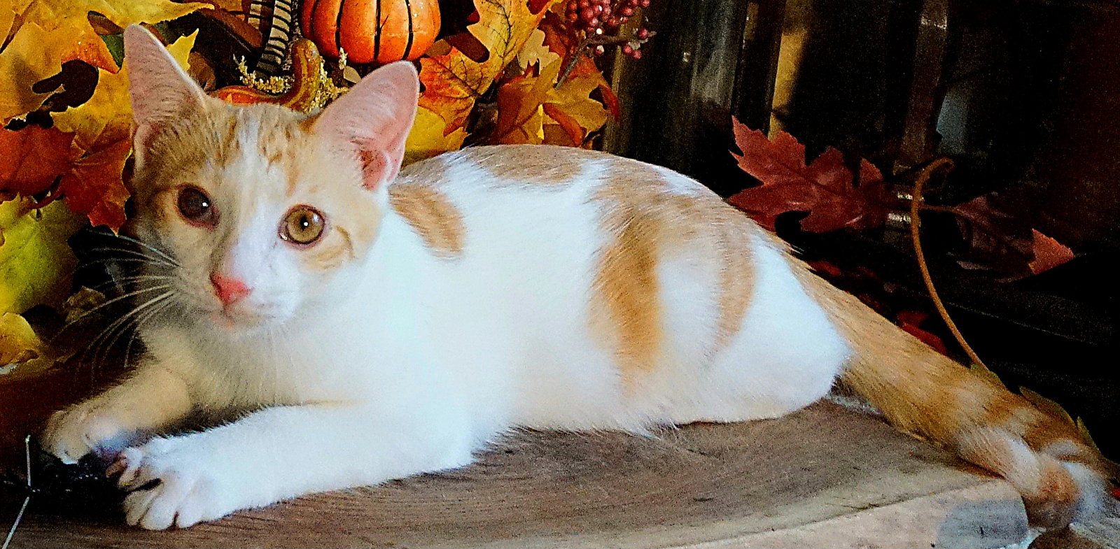 KITTEN CEDRIC Image