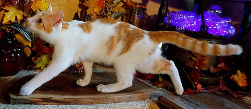 KITTEN CEDRIC - Domestic Short Hair available for adoption