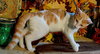 KITTEN CEDRIC - Photo 3