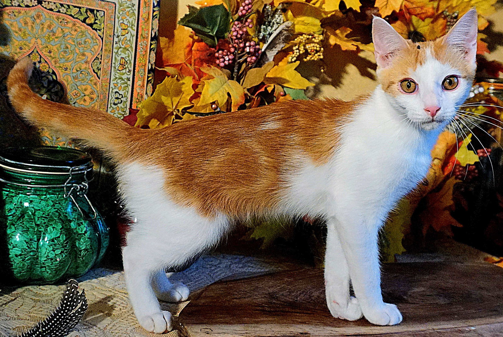 KITTEN CLARENCE Image