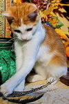 KITTEN CLARENCE - Photo 2