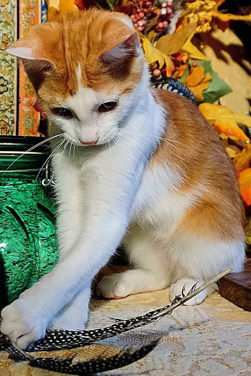 KITTEN CLARENCE - Domestic Short Hair available for adoption
