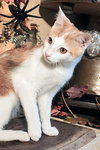 KITTEN CLARENCE - Photo 4