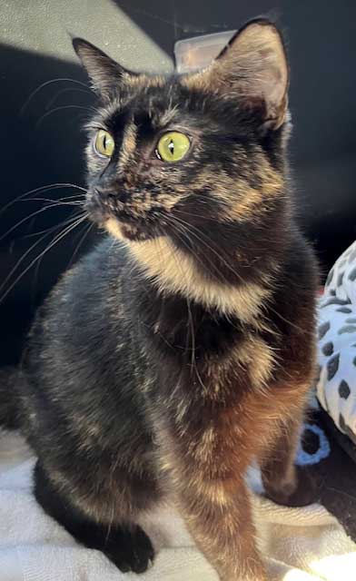 MAGNIFICENT MAMA MAY Image