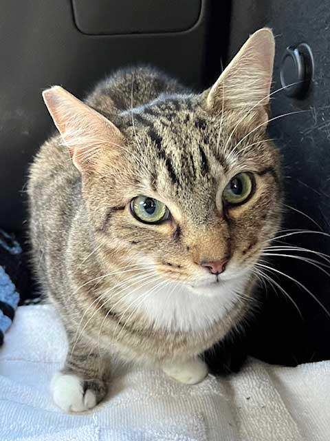 MAVERICK - Tabby available for adoption
