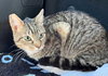 MAVERICK - Photo 2
