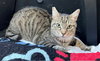 MAVERICK - Photo 3