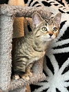 KITTEN JADE - Photo 1