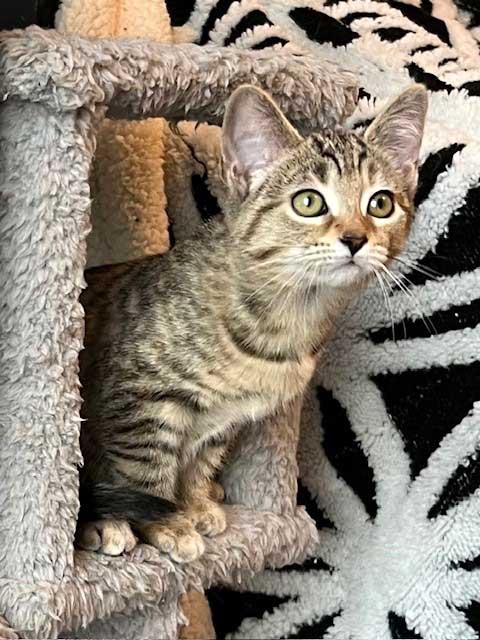 KITTEN JADE - Tabby available for adoption