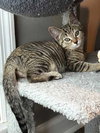 KITTEN JADE - Photo 2