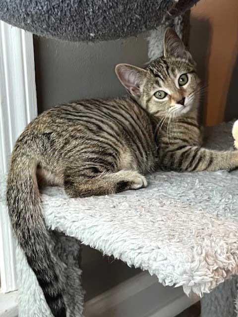 KITTEN JADE - Tabby available for adoption
