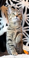KITTEN JADE - Photo 3