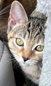 KITTEN JADE - Photo 4