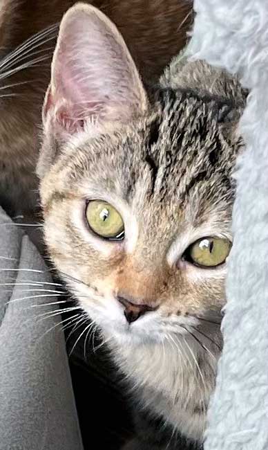 KITTEN JADE