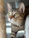 KITTEN JADE - Photo 2