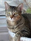 KITTEN JADE - Photo 3