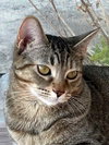 KITTEN JADE - Photo 4