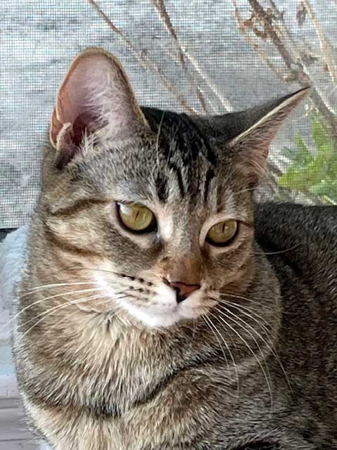 KITTEN JADE
