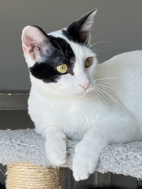 MAMA GABBY - Domestic Short Hair available for adoption