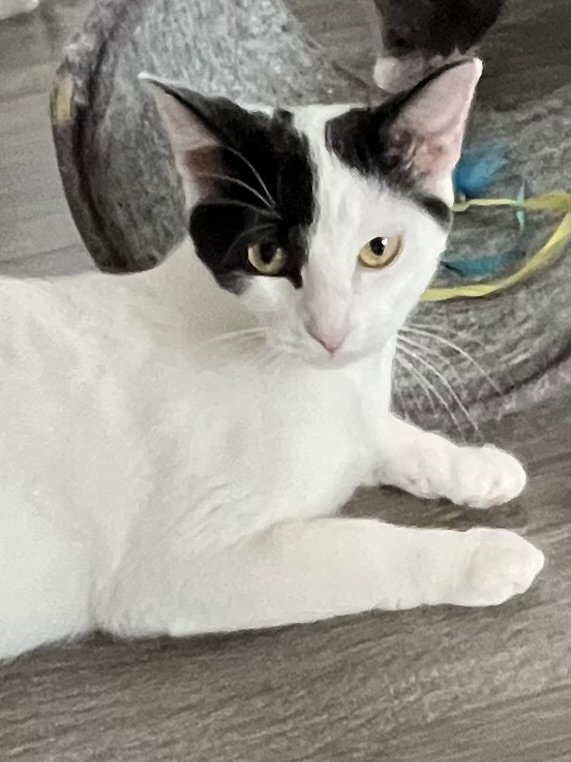 MAMA GABBY