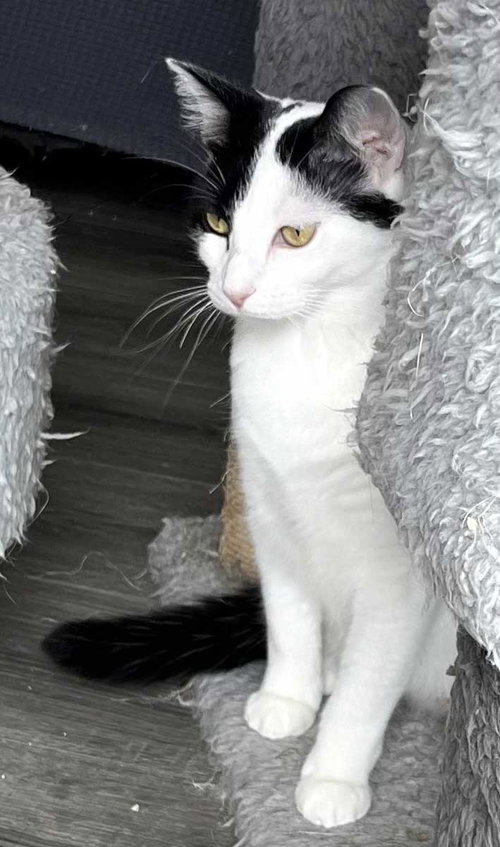 MAMA GABBY - Domestic Short Hair available for adoption