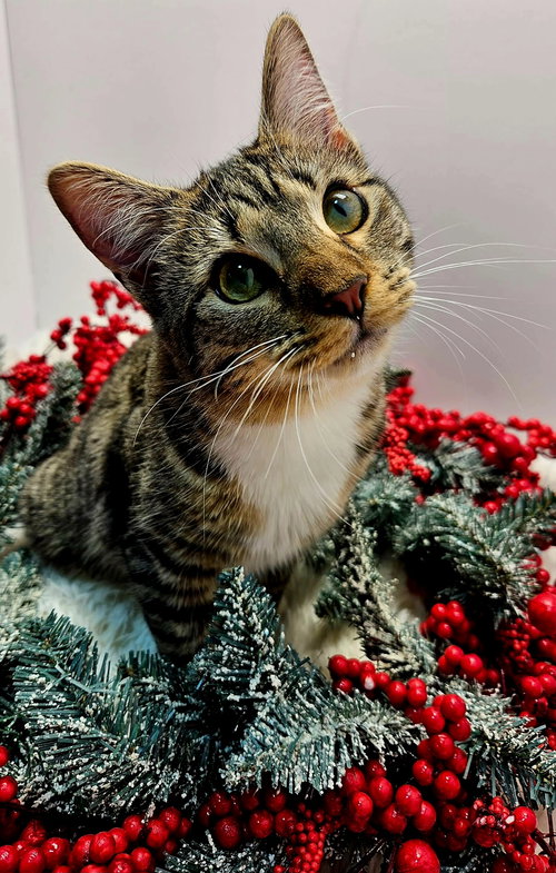 KITTEN LUCY GREY - Tabby available for adoption