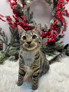 KITTEN LUCY GREY - Photo 2