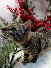 KITTEN LUCY GREY - Photo 3