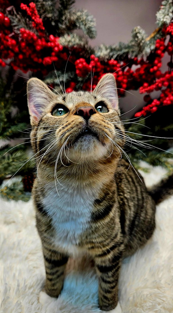 KITTEN LUCY GREY