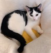 KITTEN BRANSON - Photo 3