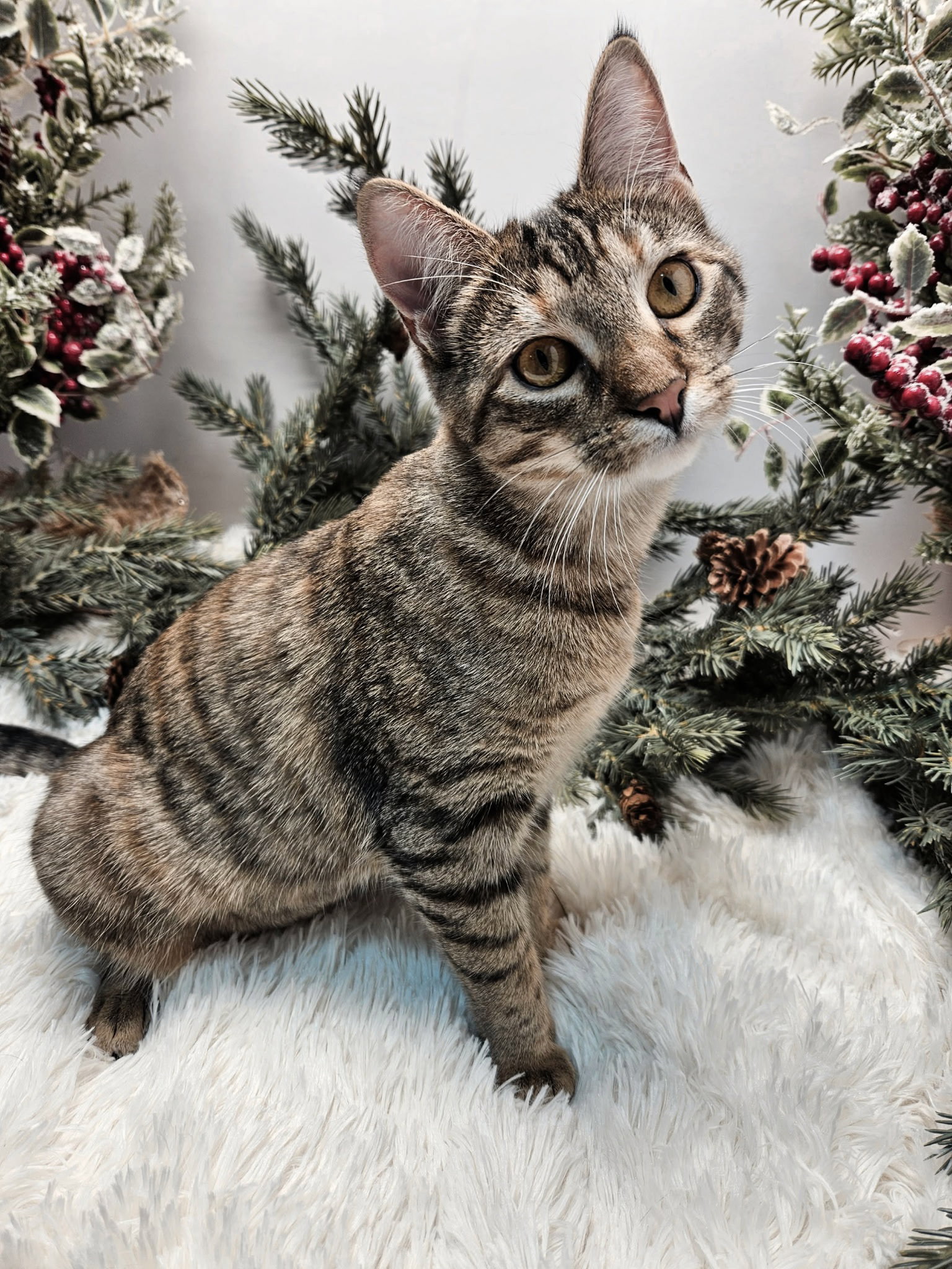 KITTEN  KATNISS Image