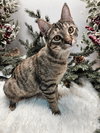 KITTEN  KATNISS - Photo 1
