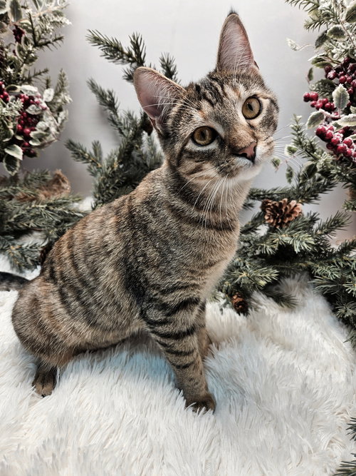 KITTEN  KATNISS - Tabby available for adoption