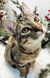 KITTEN  KATNISS - Photo 2