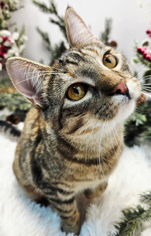 KITTEN  KATNISS - Tabby available for adoption