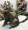 KITTEN  KATNISS - Photo 3