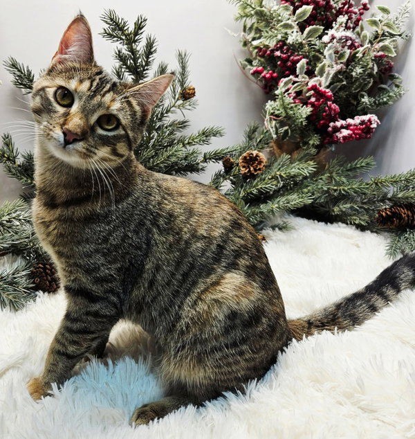 KITTEN  KATNISS