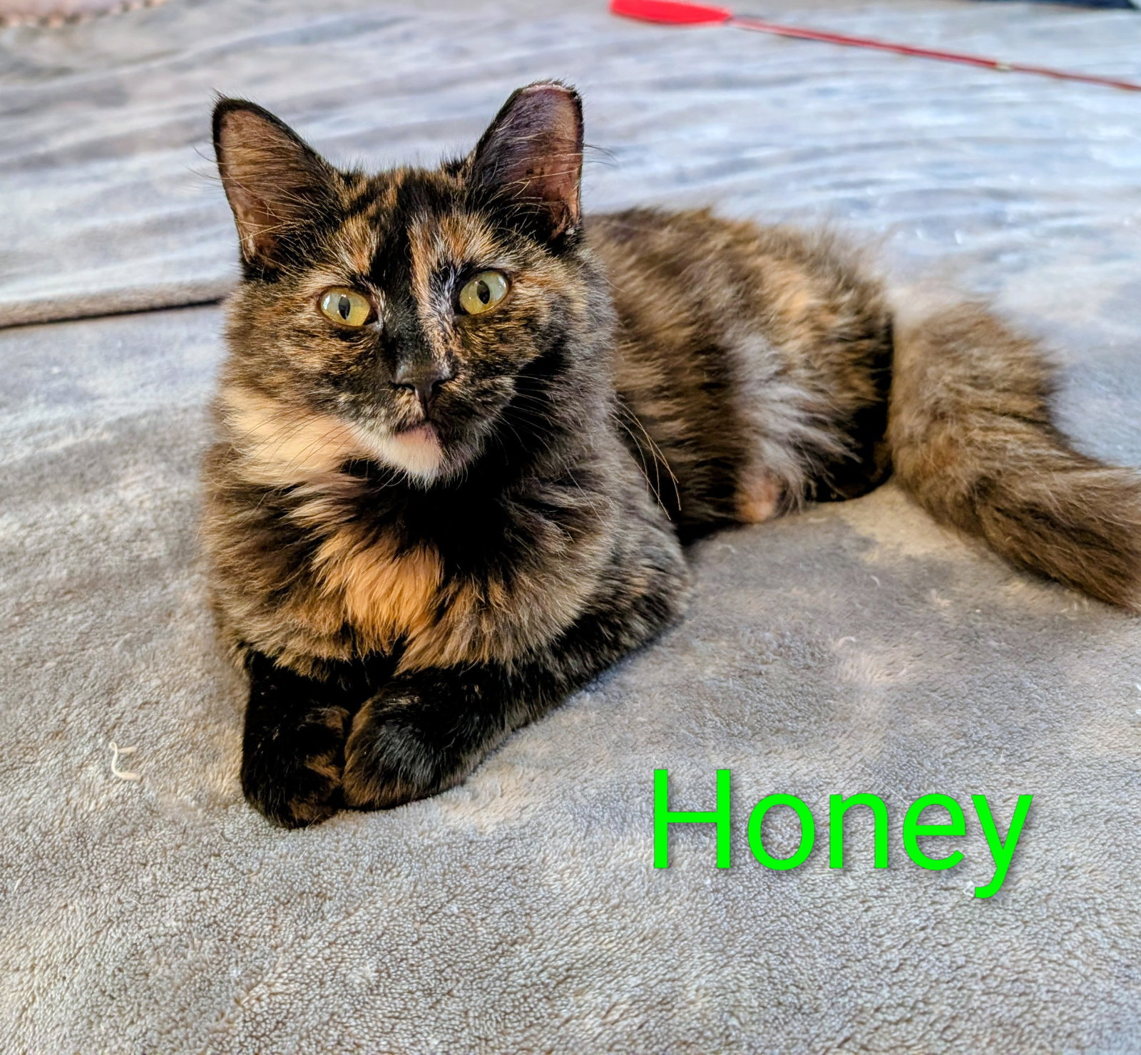 KITTEN HONEY Image