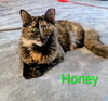 KITTEN HONEY - Photo 1
