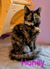 KITTEN HONEY - Photo 2