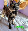 KITTEN HONEY - Photo 3
