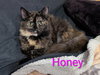 KITTEN HONEY - Photo 4