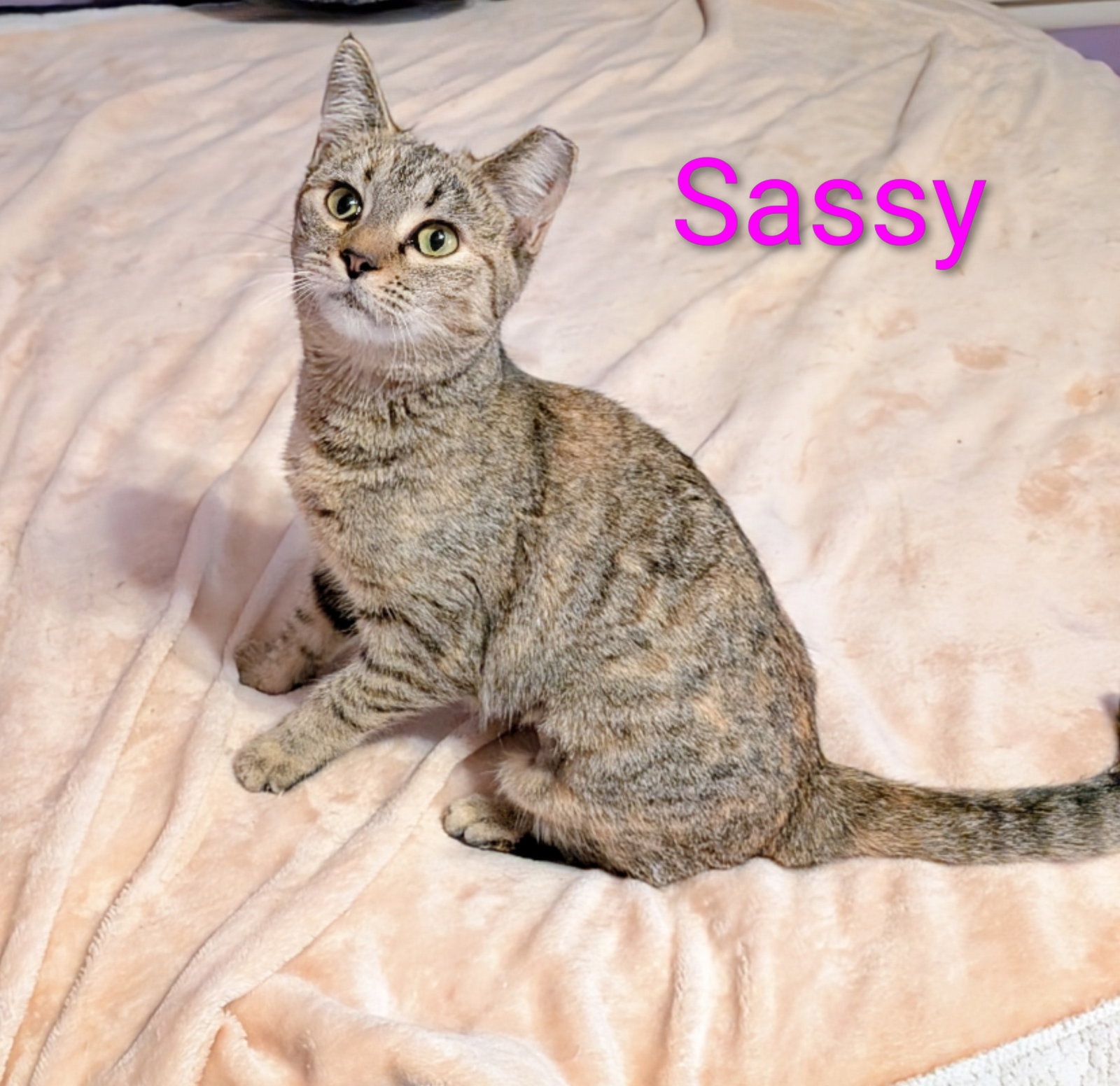 KITTEN SASSY Image