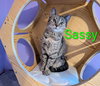 KITTEN SASSY - Photo 2