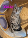 KITTEN SASSY - Photo 4